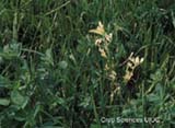 Alfalfa Stem Nematode