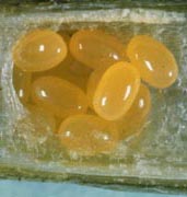 Alfalfa weevil eggs (Purdue University)