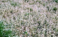 Severe alfalfa weevil injury - "frosting"