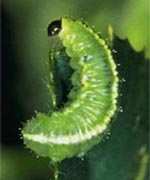 Alfalfa weevil larva