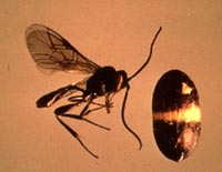 Bathylplectes cucurlionis