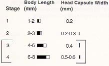 Alfalfa weevil head capsule gauge
