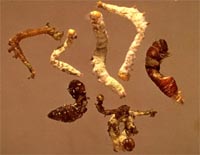 Zoophthora infected larvae