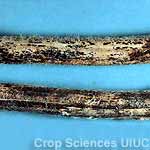 Anthracnose