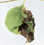 Anthracnose of Ash (photo from NC State)