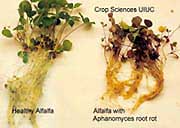 Aphanomyces Root Rot