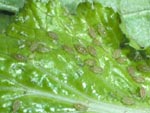 Green Peach Aphids on Mustard Leaf
