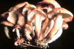 Armillaria mellea Mushrooms