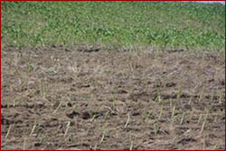 Armyworm injury in popcorn field planted in rye
