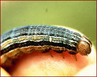 Armyworm Larva