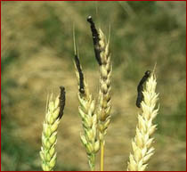 Diseased armyworm larvae on wheat heads