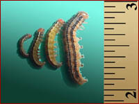 Armyworm Larvae
