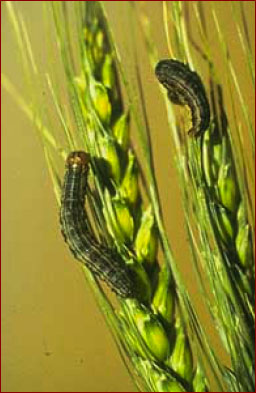 Armyworm larvae feeding on wheat heads