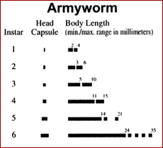 Armyworm larval instar chart