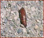 Armyworm pupa