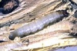 Lilac Borer Larva and Damaged Branch