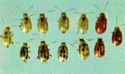 Variation Found in Adult Bean Leaf Beetles