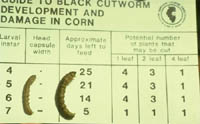 Black cutworm development guide