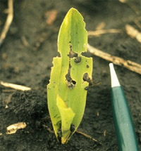 Early instar cutworm feeding