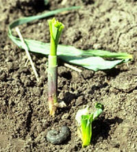 Black Cutworm Feeding