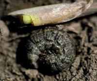 Black Cutworm Larva