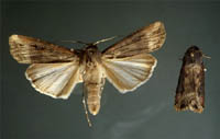 Black Cutworm Moth