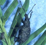 Black Vine Weevil Adult and Damage on Yew