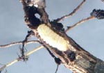 Black Vine Weevil Larva and Damaged Root