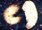 Black Vine Weevil Pupa and Larva