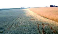 Damage in Wheat and Oats