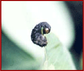 Clover leaf weevil killed by a fungal disease
