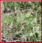 Severe feeding by clover leaf weevil