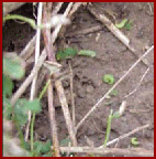Clover leaf weevils at base of alfalfa plants
