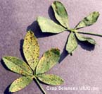 Common Leaf Spot