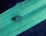 Corn Leaf Aphid