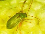 Northern Corn Rootworm Adult