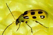 Southern Corn Rootworm Adult