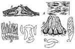 Cytospora kunzei and Leucostoma kunzei Diagram