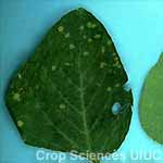 Downy Mildew