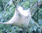 Eastern Tent Caterpillar Damage