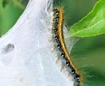 Eastern Tent Caterpillar Larva on Tent