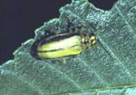 Adult Elm Leaf Beetle and Feeding Damage