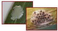 European Corn Borer Eggs