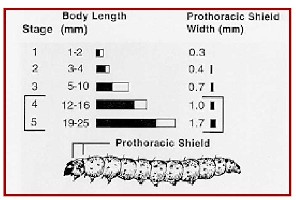 Details of First Generation Borers