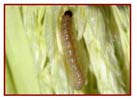 European Corn Borer Larva