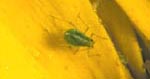 Green Peach Aphid on Mum