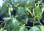 Green Peach Aphid on Pepper Plant