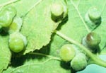 Hackberry Nipple Galls on Leaf