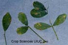 Lepto Leaf Spot