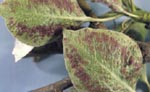 Leaf Blister Mite Damage on Pear